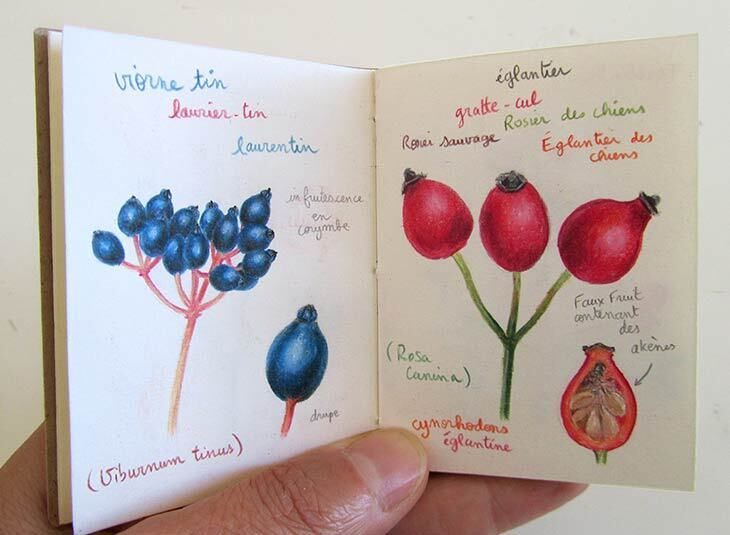 Dessin botanique avec Fanny Pageaud