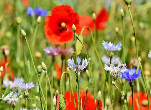 Soirée découverte des plantes sauvages comestibles et médicinales