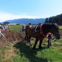 Fête de la patate nouvelle