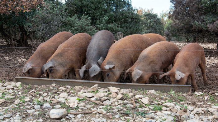 Repas à la ferme