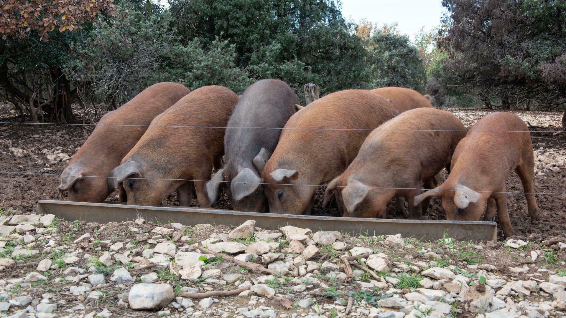 Repas à la ferme