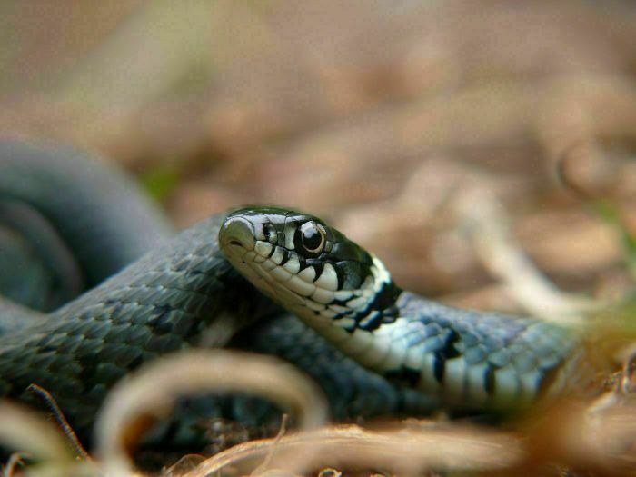 "Lézards, serpents, tous reptiles...tous fascinants !"