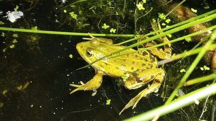 Sortie nature enfants : Les grenouilles du Parc du Grand Blottereau