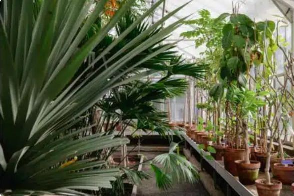 Explorez les serres d’agronomie tropicale - Biodivers'été