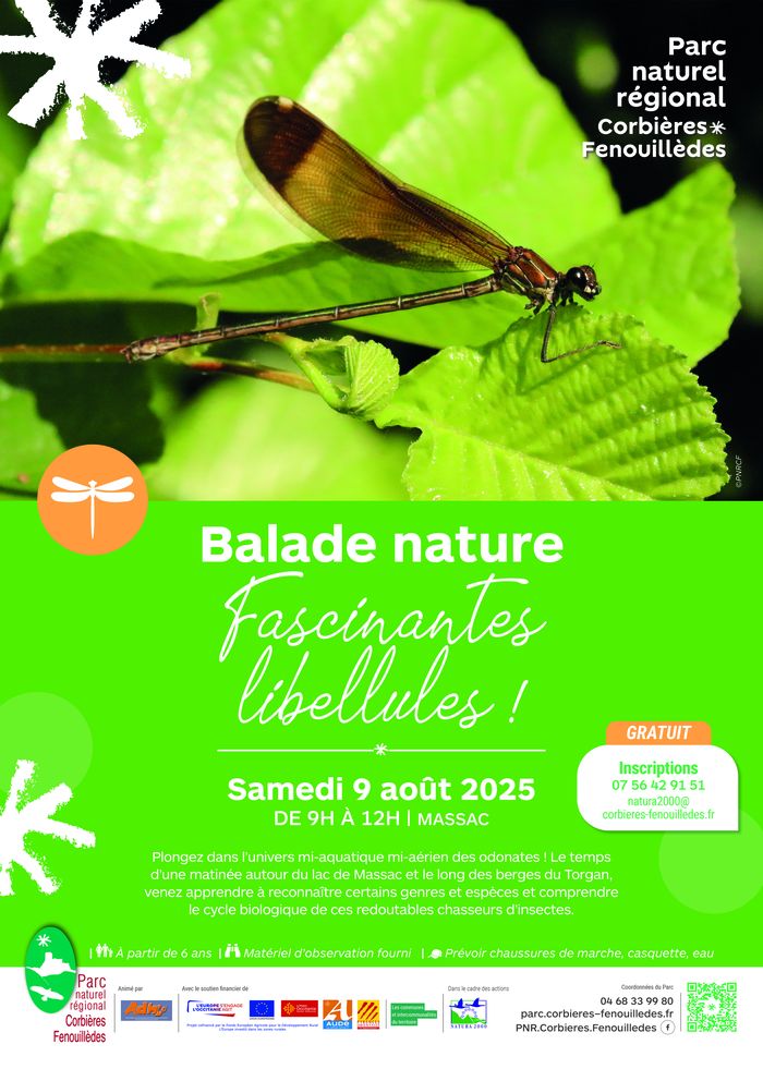 Fascinantes libellules !