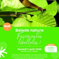 Fascinantes libellules !