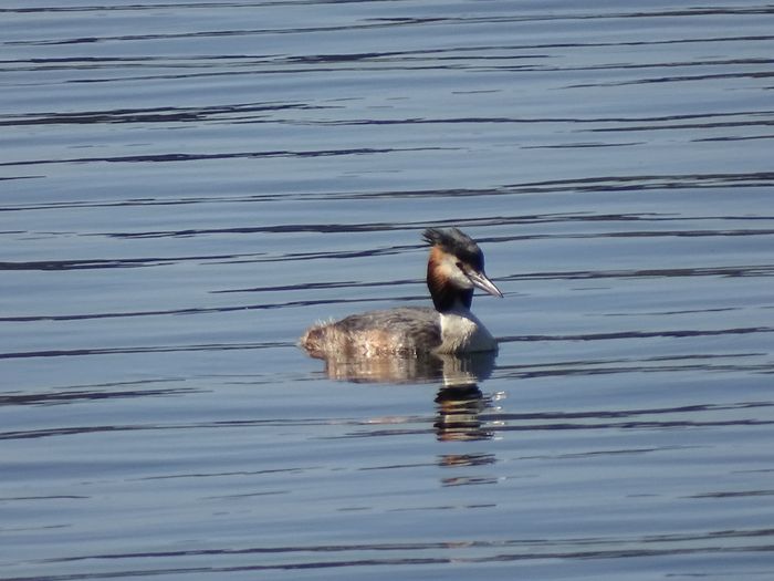 Sortie coorganisée par Île-de-France Nature