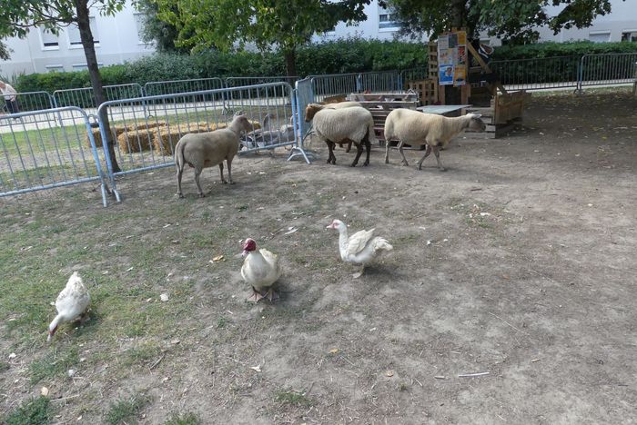 La ferme s’invite au Clos Toreau