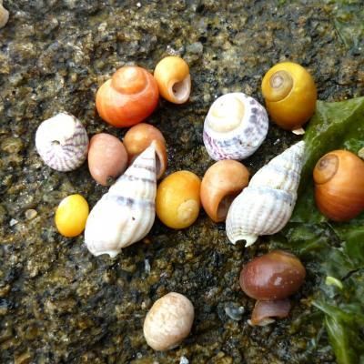La pêche à pied à La Trinité-sur-Mer à La trinité-sur-mer — du 26 août au 2 septembre 2026
