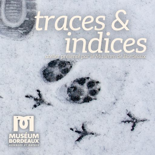 Tracks & signs workshop
