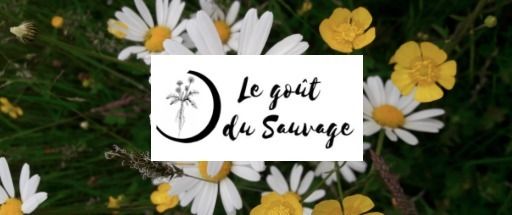 (webinaire) Balade virtuelle pour découvrir quelques plantes sauvages et leurs usages.