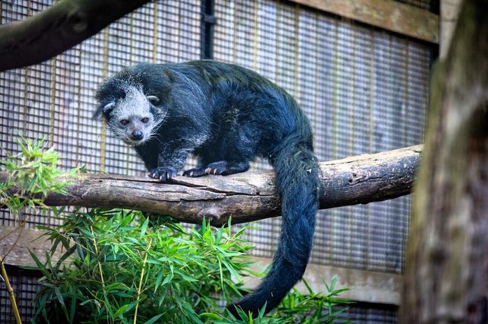 Zoo de Lille : Les journées de la conservation