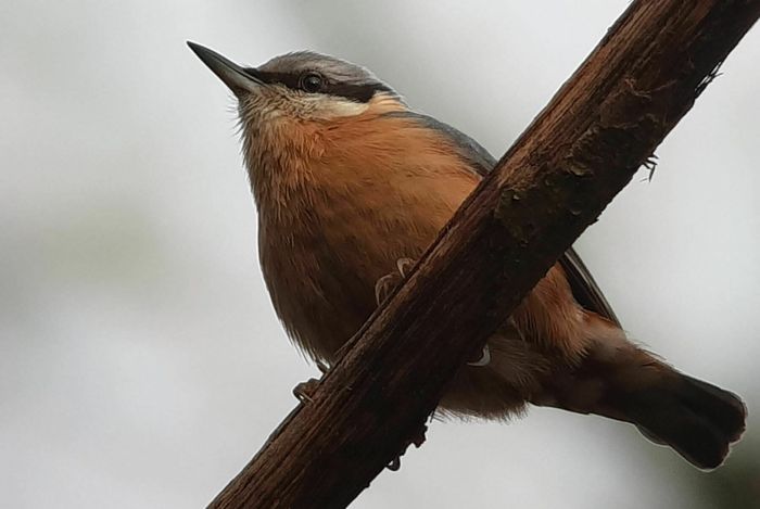 Stage d’initiation à la reconnaissance des chants des oiseaux – débutants