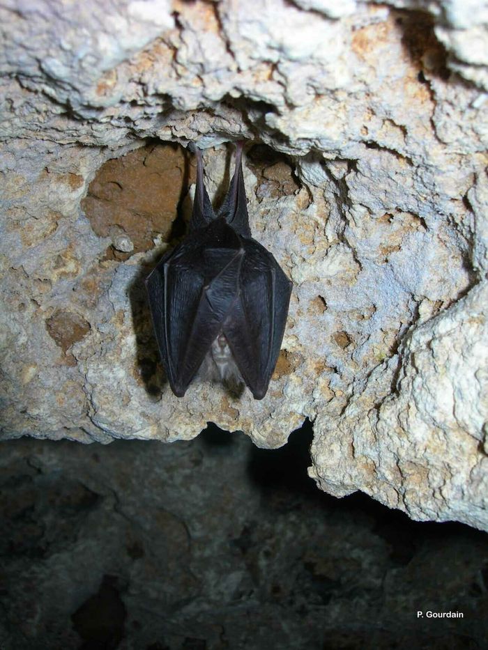 Nuit de la Chauve-souris