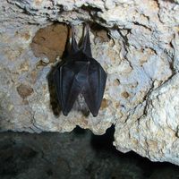 Nuit de la Chauve-souris