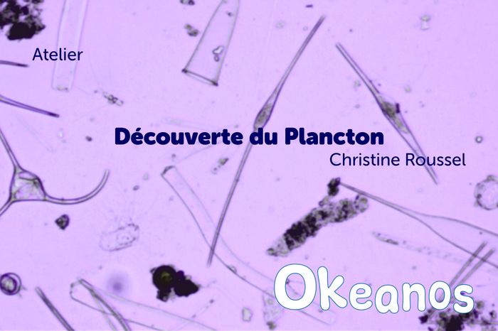Atelier « Découverte du plancton », Photo : © Christine Roussel · OpenAgenda