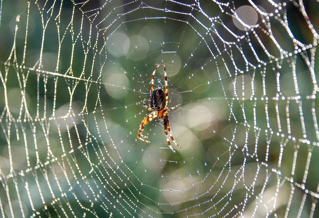 Sur le fil des araignées