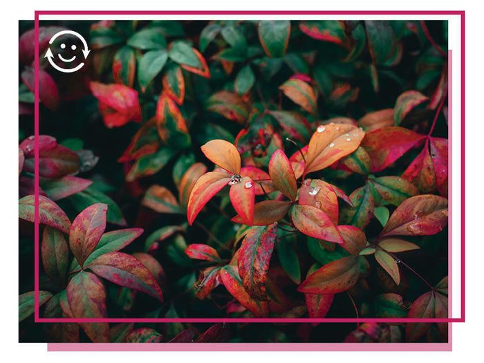 Animation : Toutes les couleurs sont dans la nature