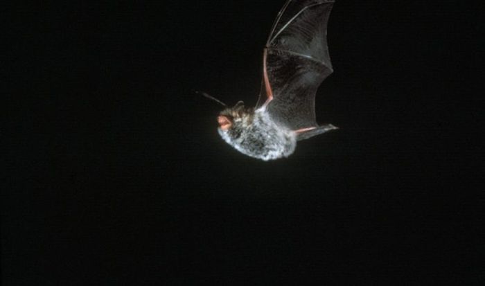 Les Fantômes de la nuit