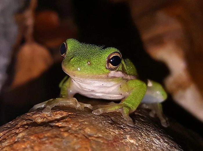 L'abc du haut - minervois - fréquence grenouille