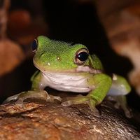 L'abc du haut - minervois - fréquence grenouille
