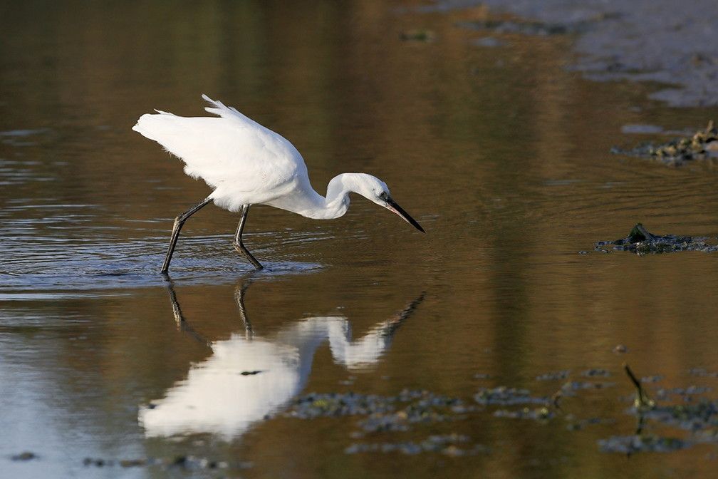 Les oiseaux migrateurs de la presqu'île Guérandaise