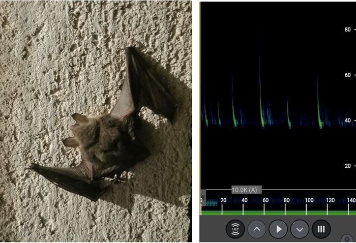 A la découverte des chauves-souris de "Briançon Vauban"