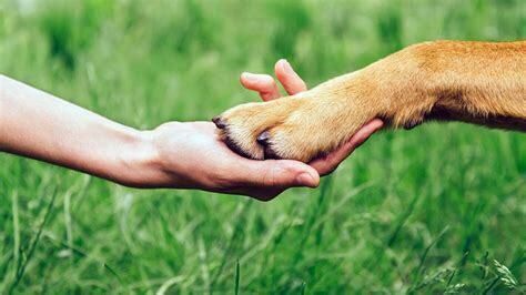 Droit(s) des animaux : une sensibilisation