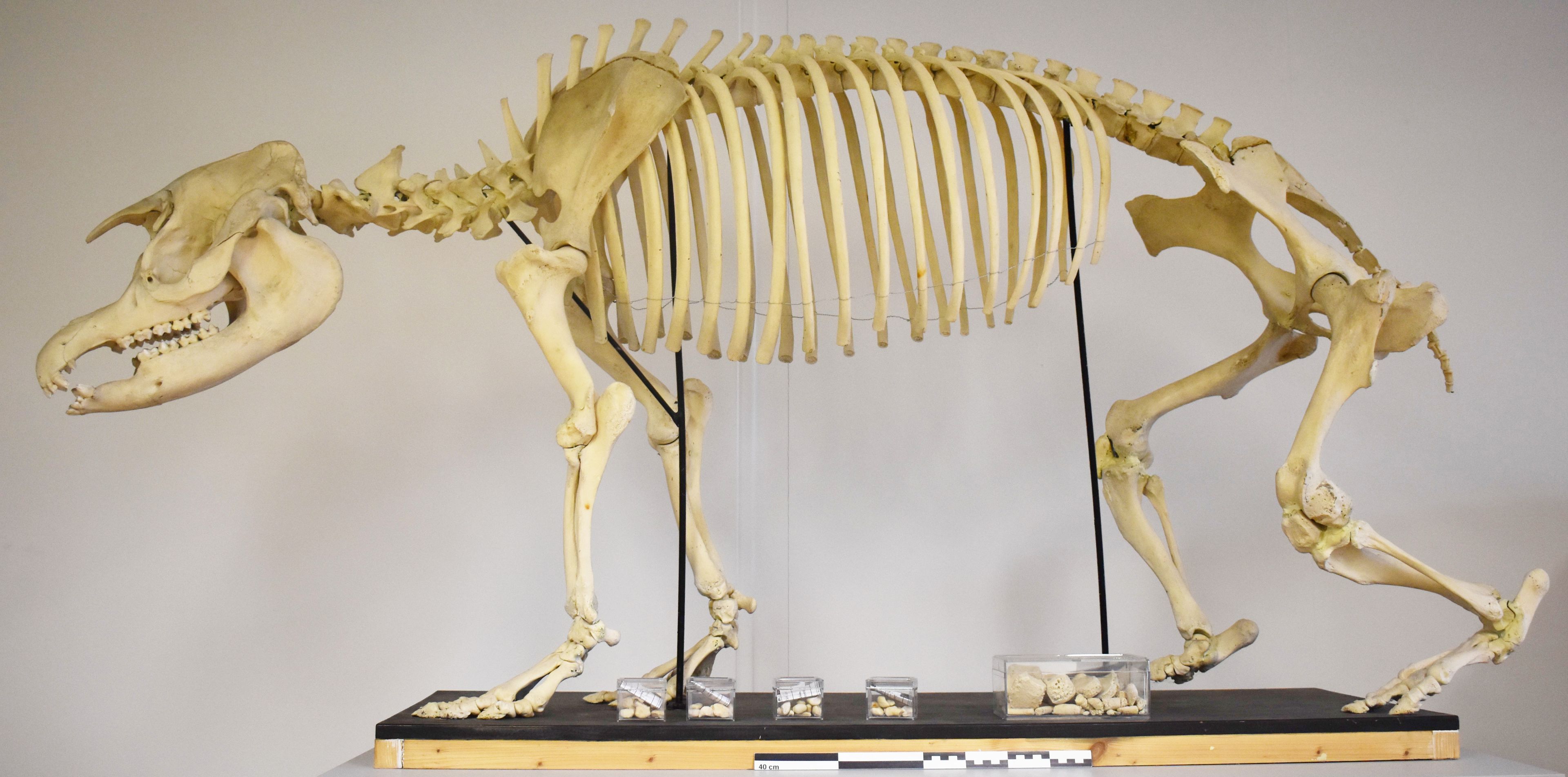 Notre tapir : son histoire refait surface