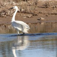 Sortie Oiseaux