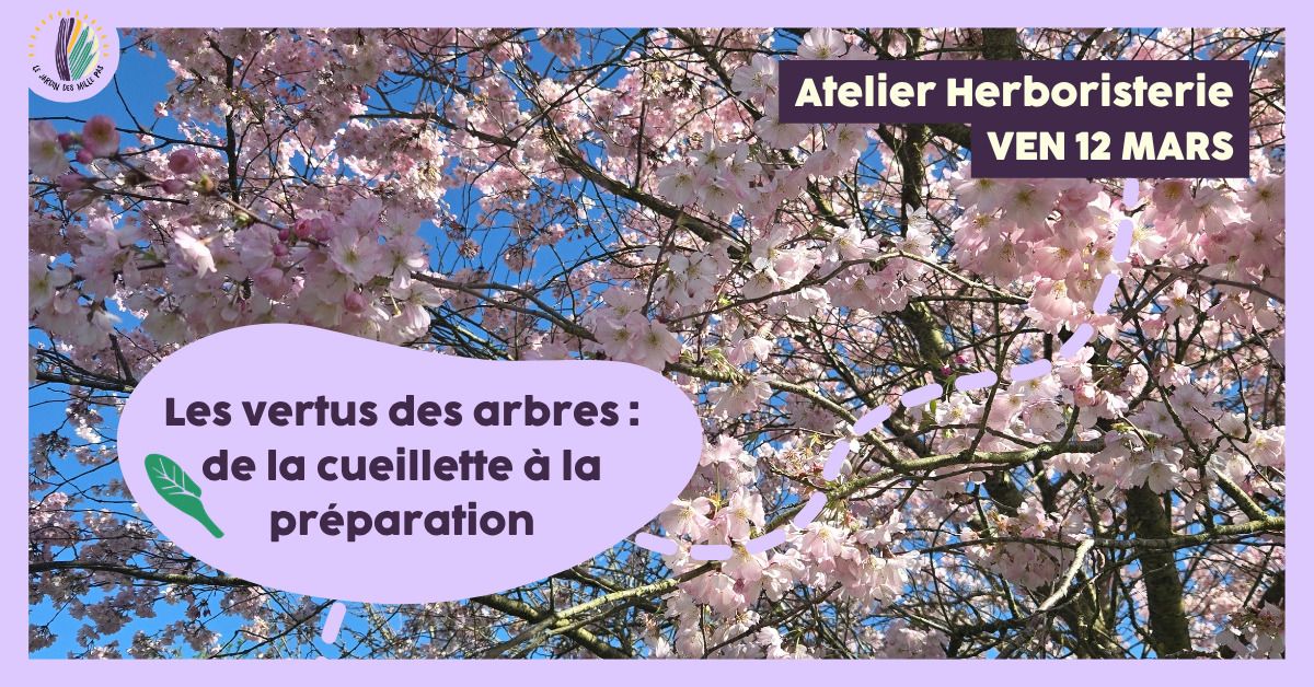 Atelier herboristerie : Les vertus des arbres, de la cueillette à la préparation