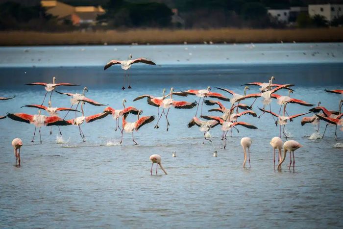 La découverte des oiseaux du domaine de l'Esparrou