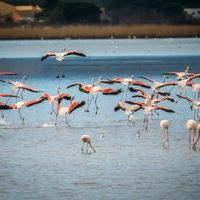 La découverte des oiseaux du domaine de l'Esparrou