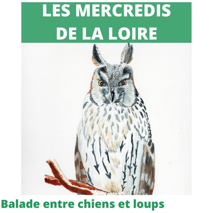 Balade entre chiens et loups
