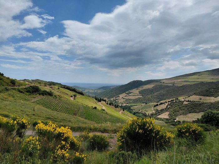 Œnotourisme - Balade en VTT dans les vignes