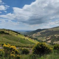 Œnotourisme - Balade en VTT dans les vignes
