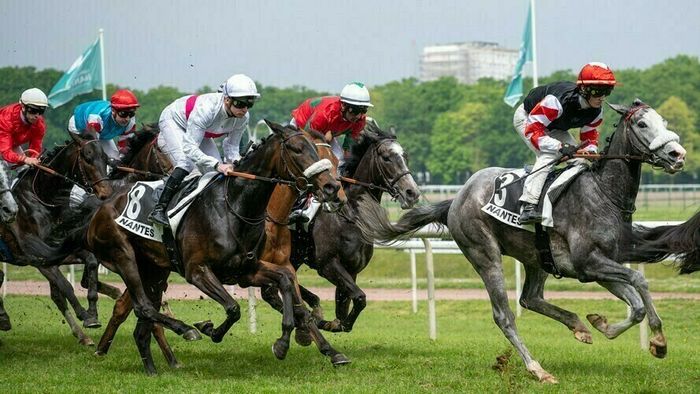 Courses hippiques : Galop
