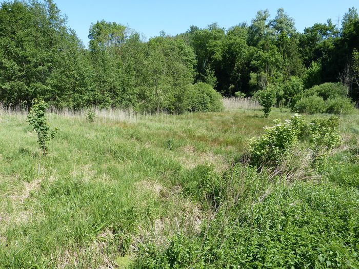 Un marais entre histoire et nature