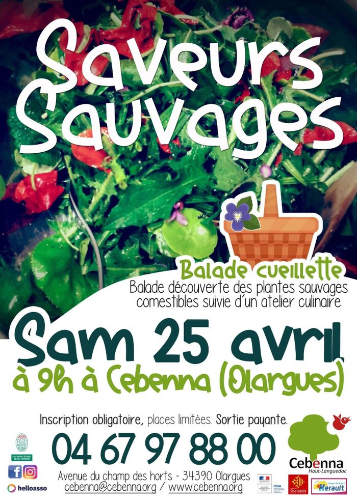 Balade cueillette : Saveurs sauvages !