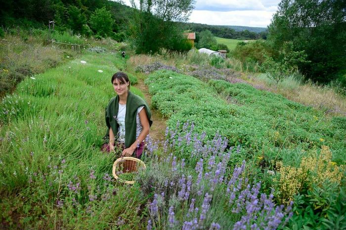 Visites et activités autour des plantes aromatiques et médicinales de l'Herberie de la Tille