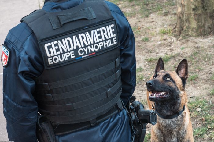 Démonstrations de maîtres-chiens
