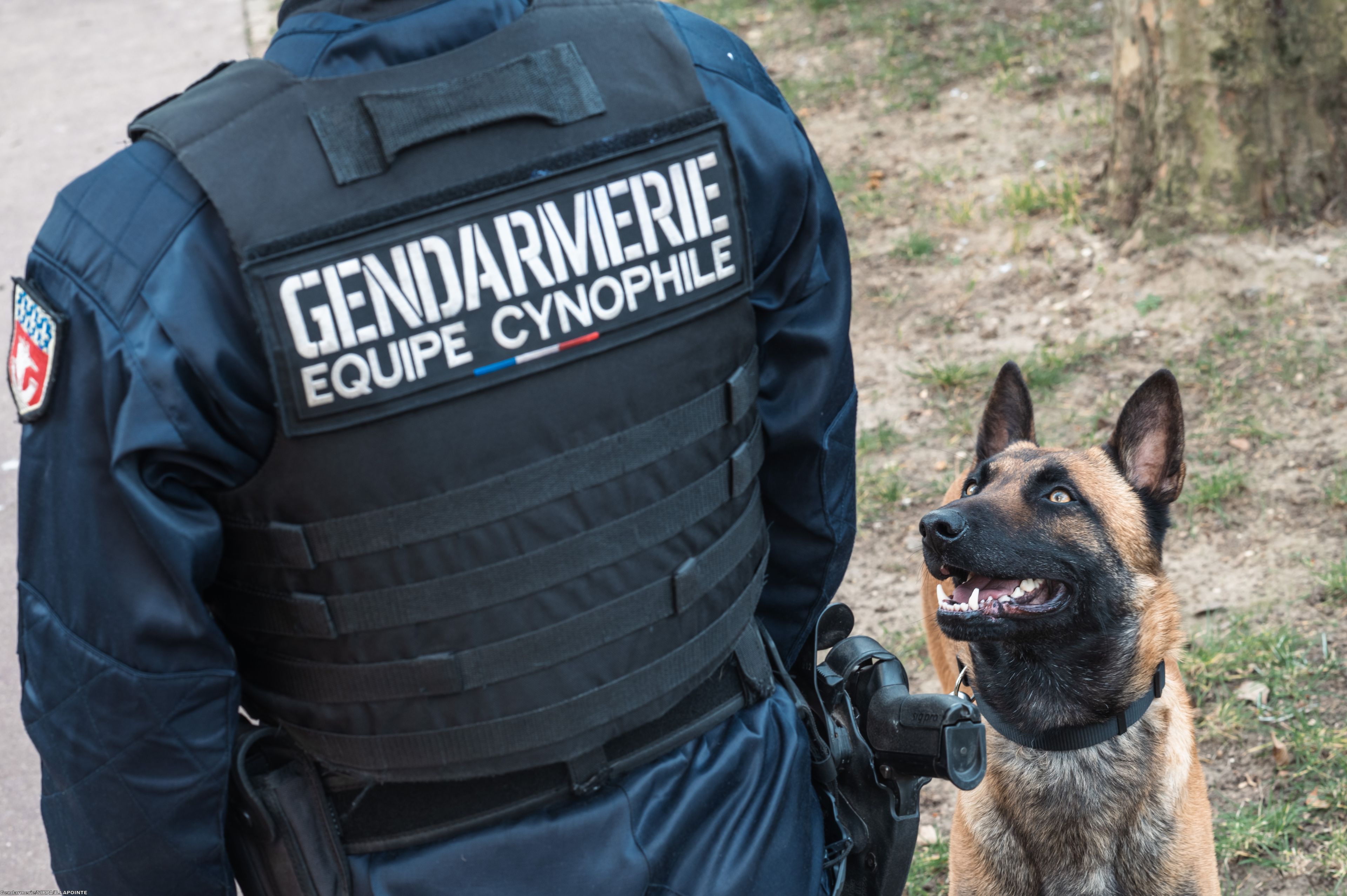 Démonstrations de maîtres-chiens