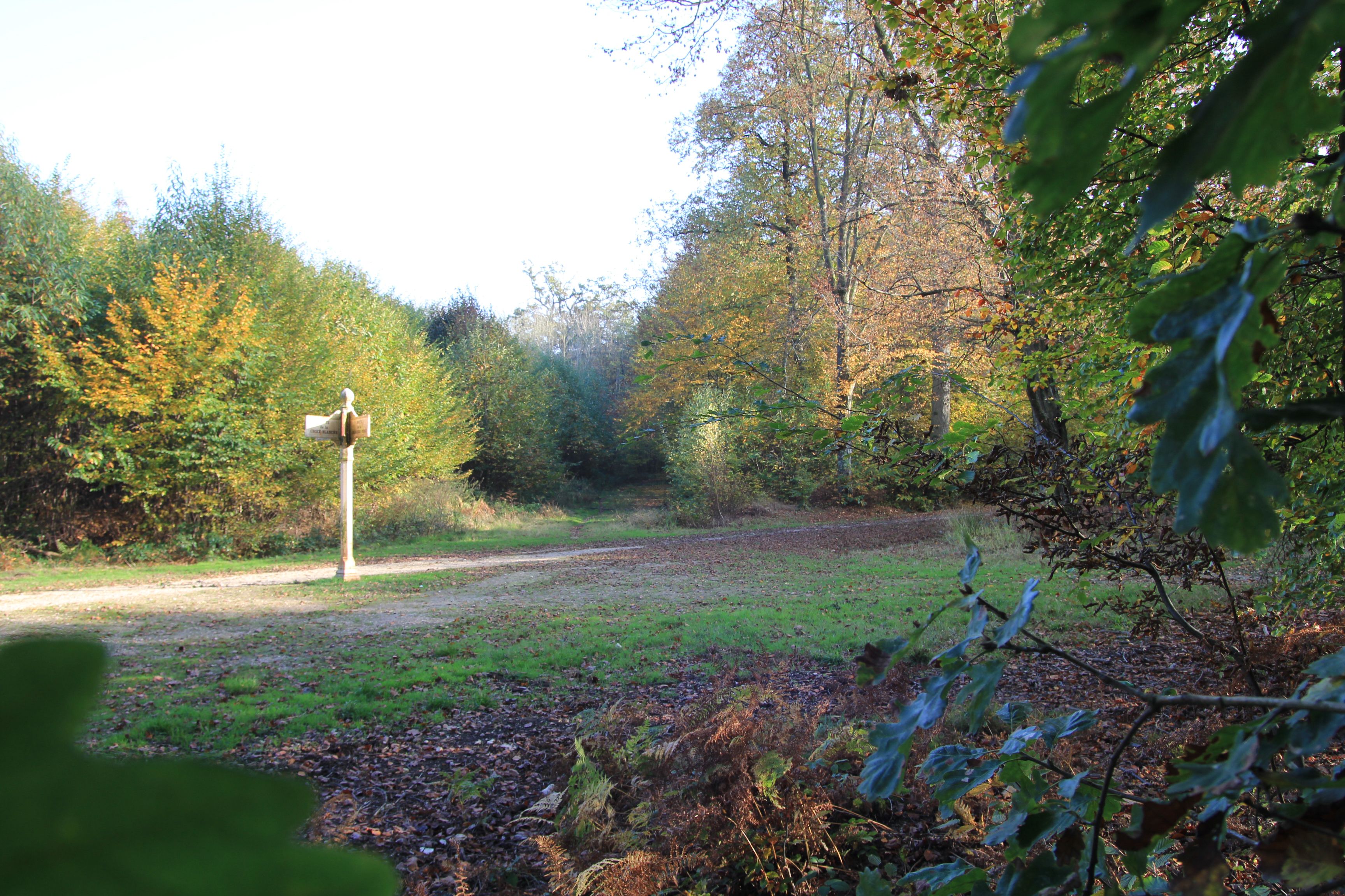 Découverte, en randonnée, de la forêt régionale de Ferrières, de son histoire et de sa gestion