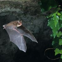 Nuit internationale de la chauve souris