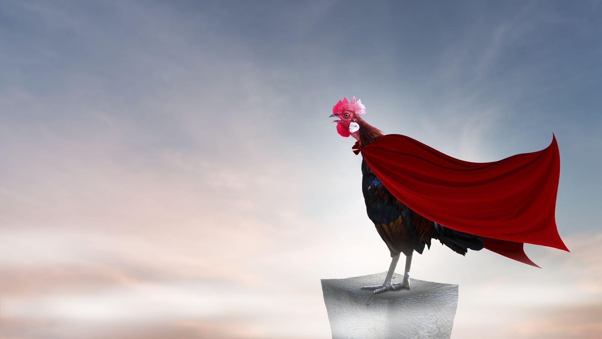 Les oiseaux extraordinaires