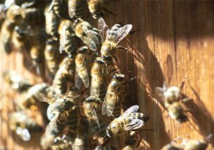 MARCHÉ ANIMÉ "LES ABEILLES"