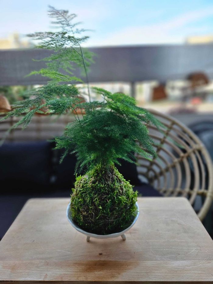 Initiez-vous à l’art japonais du kokedama et créez votre composition végétale