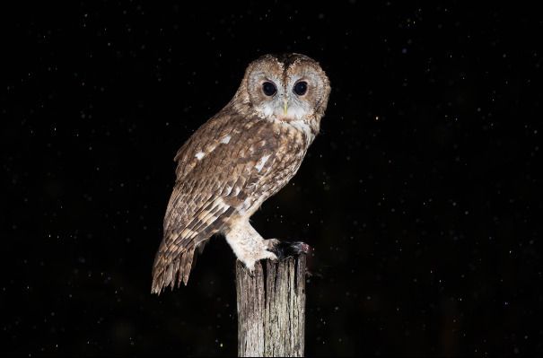 A la Rencontre de la Chouette sortie nocturne