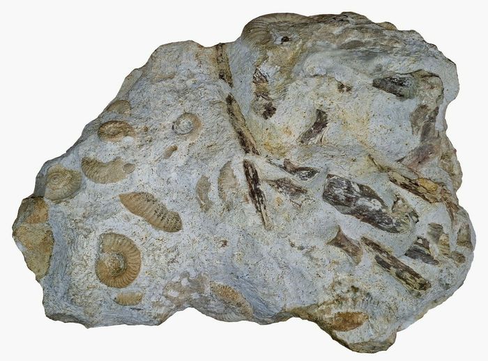De la découverte aux vitrines
