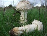 Atelier: "Le monde des champignons"